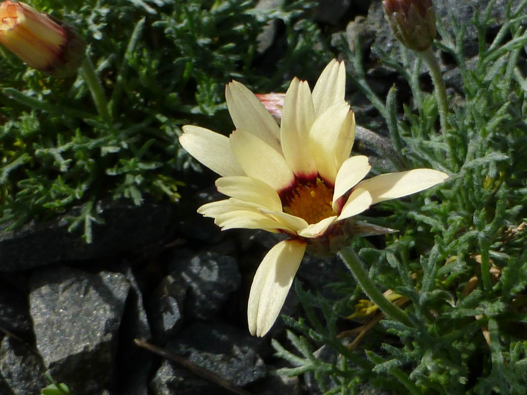 Rhodanthemum catananche 3